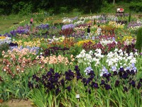 /album/galerie-de-photos-floraisons/jardin-2014-452-comp-jpg/
